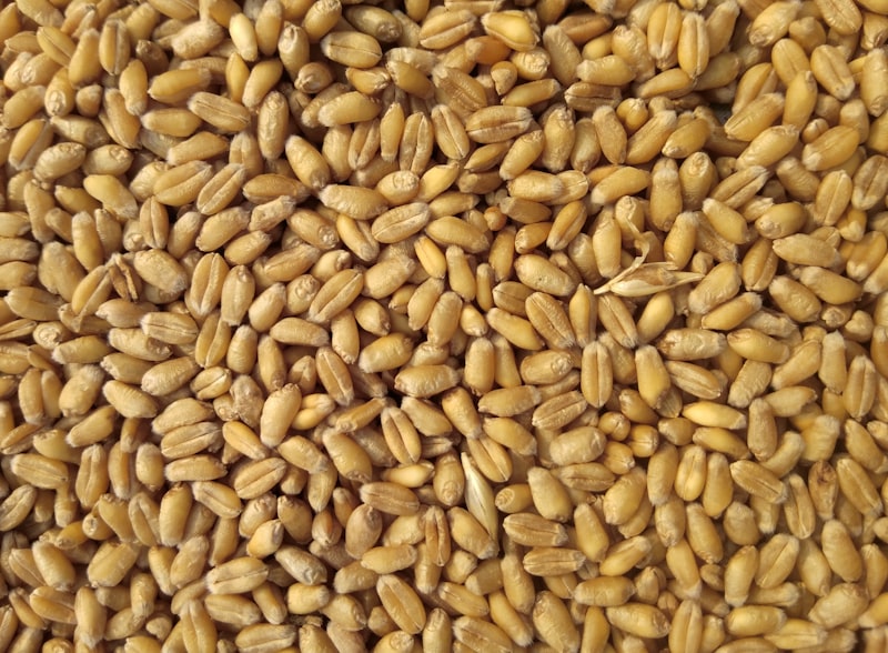 مواد غذائية أساسية وأسمدة زراعية
